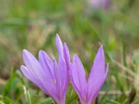 Paar violetter Herbstzeitlose Blüten